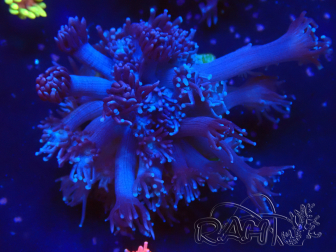 WYSIWYG Goniopora 9M4