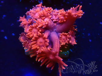 WYSIWYG Goniopora