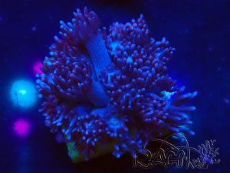 WYSIWYG Goniopora 9M6