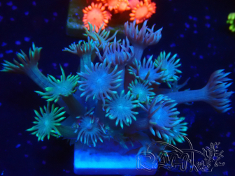 WYSIWYG Goniopora 9N2