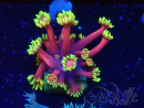 WYSIWYG Goniopora 9O1