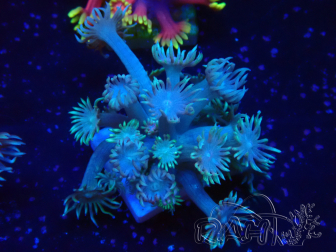 WYSIWYG Goniopora