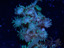 WYSIWYG Goniopora Bubblebath 19J1