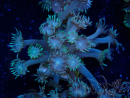 WYSIWYG Goniopora Bubblebath