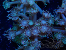 WYSIWYG Goniopora Bubblebath