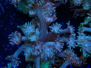 WYSIWYG Goniopora Bubblebath