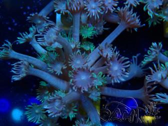 WYSIWYG Goniopora Bubblebath 19J5