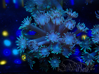 WYSIWYG Goniopora Bubblebath 19J6