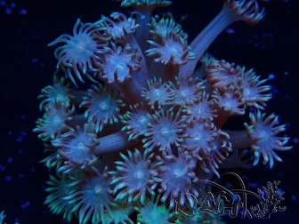 Goniopora WYSIWYG Tentáculos Amarillos