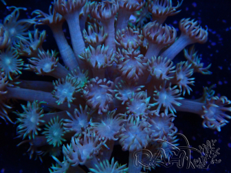 WYSIWYG Goniopora Yellow Tentacles