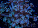 WYSIWYG Goniopora Yellow Tentacles