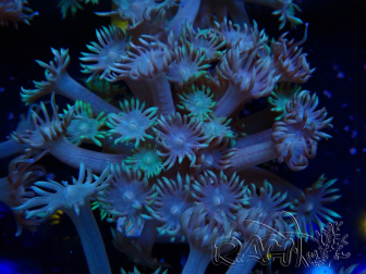 WYSIWYG Goniopora Yellow Tentacles 19K5