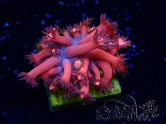 WYSIWYG Goniopora