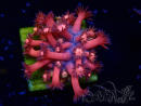 WYSIWYG Goniopora 9L2