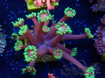 WYSIWYG Goniopora 9L3