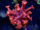 WYSIWYG Goniopora