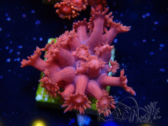 WYSIWYG Goniopora 9L5