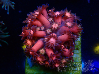WYSIWYG Goniopora 9L6