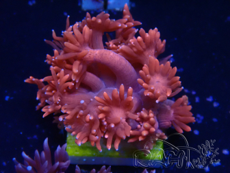 WYSIWYG Goniopora 9M1
