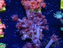 WYSIWYG Goniopora 9M2