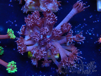 WYSIWYG Goniopora 9M3