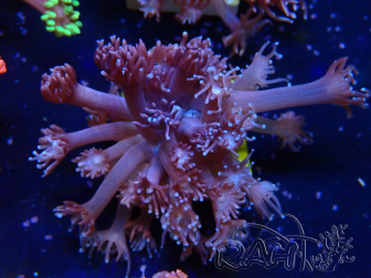 WYSIWYG Goniopora 9M4