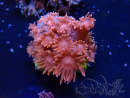 WYSIWYG Goniopora 9M5