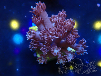 WYSIWYG Goniopora 9M6