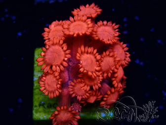 WYSIWYG Goniopora 9N1