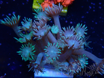WYSIWYG Goniopora