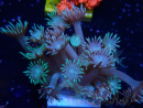 WYSIWYG Goniopora 9N2