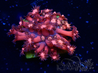 WYSIWYG Goniopora 9N3