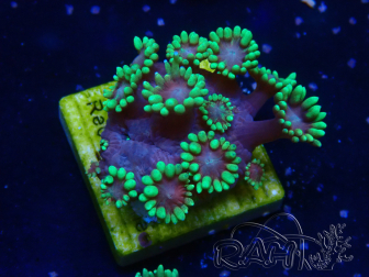 WYSIWYG Goniopora
