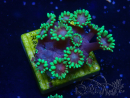 WYSIWYG Goniopora