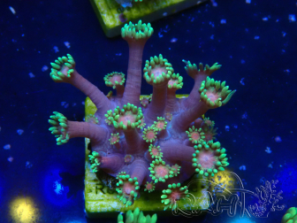 WYSIWYG Goniopora 9N5