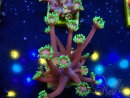 WYSIWYG Goniopora 9N6