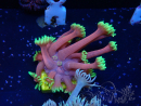 WYSIWYG Goniopora 9O1