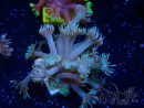 WYSIWYG Goniopora