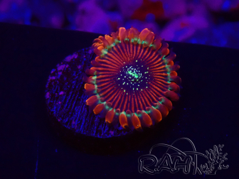 WYSIWYG - Zoanthus Happy People Eater 30A1