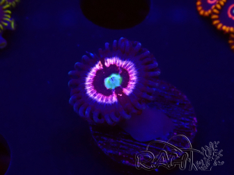 WYSIWYG - Zoanthus Drama Queen 30D2