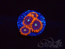 WYSIWYG - Zoanthus Alpha and Omega 40E6
