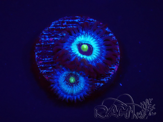 WYSIWYG - Zoanthus Frozen Nebula 2A1