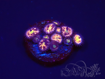 WYSIWYG - RAH Zoanthus Implosion2A7