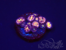 WYSIWYG - RAH Zoanthus Implosion2A7