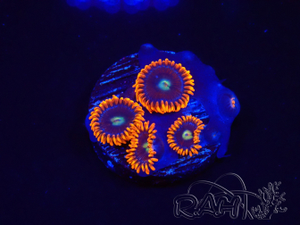WYSIWYG - Zoanthus Alpha and Omega 2F3