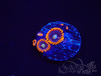 WYSIWYG - Zoanthus Alphaand Omega 2F5