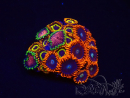 WYSIWYG - Zoanthus Alpha and Omega 2F9