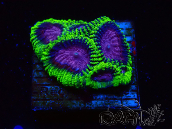 WYSIWYG - WWC Favia Space Monkey 3D5