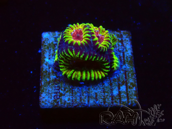 WYSIWYG - RAH Favia Red Barcode 3I2