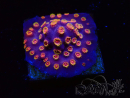 WYSIWYG - RAH Cyphastrea Purple Rain
